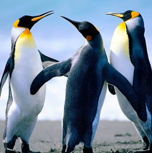 Meet your Posher, Steven